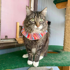 Birdsbesafe® Collar Cover - Long-haired Cat Style
