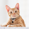 Nylon Breakaway Cat Collar