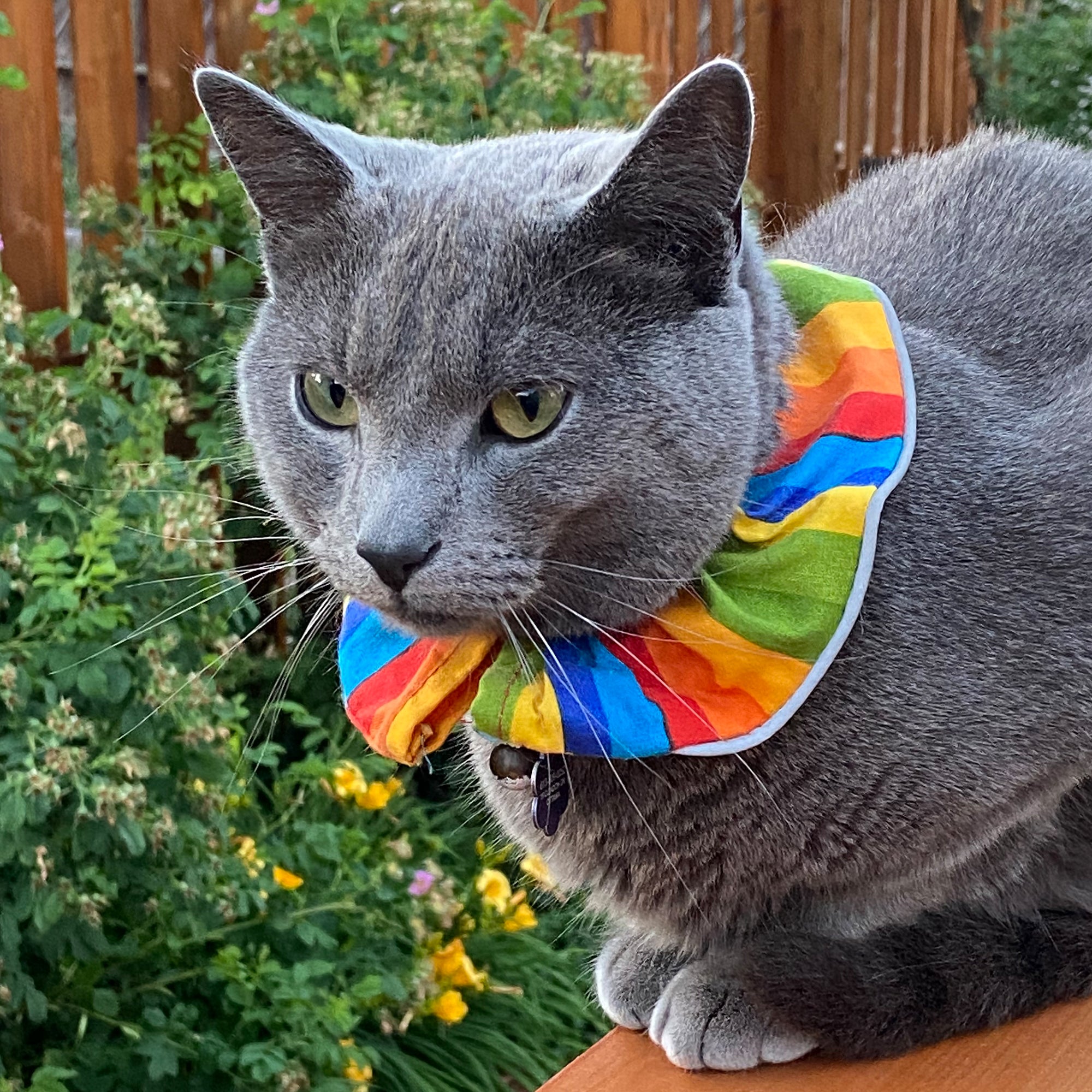 Rainbow Stripes Birdsbesafe® Collar Cover