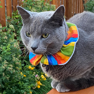 Rainbow Stripes Birdsbesafe® Collar Cover