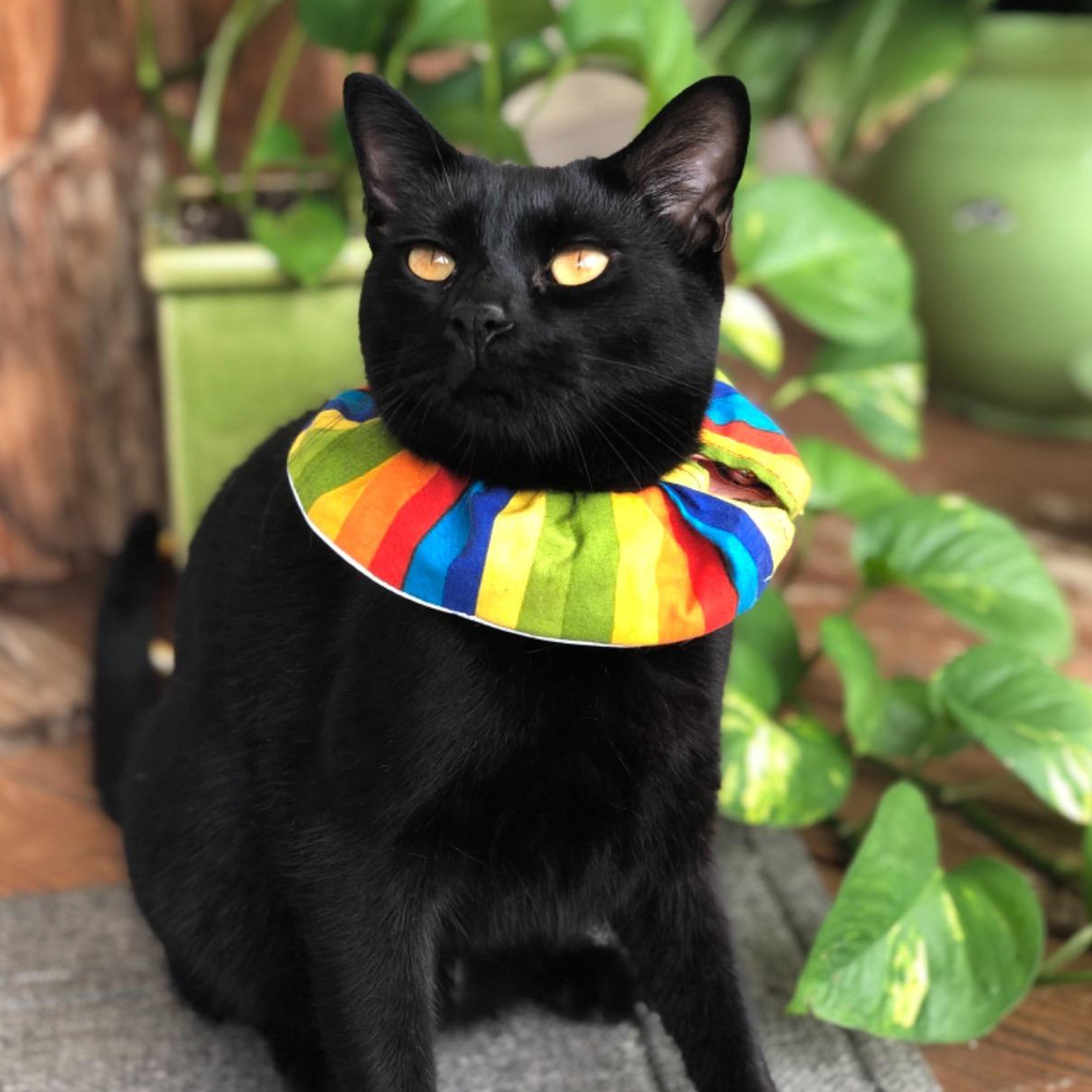 Rainbow Stripes Birdsbesafe Collar Cover Birdsbesafe