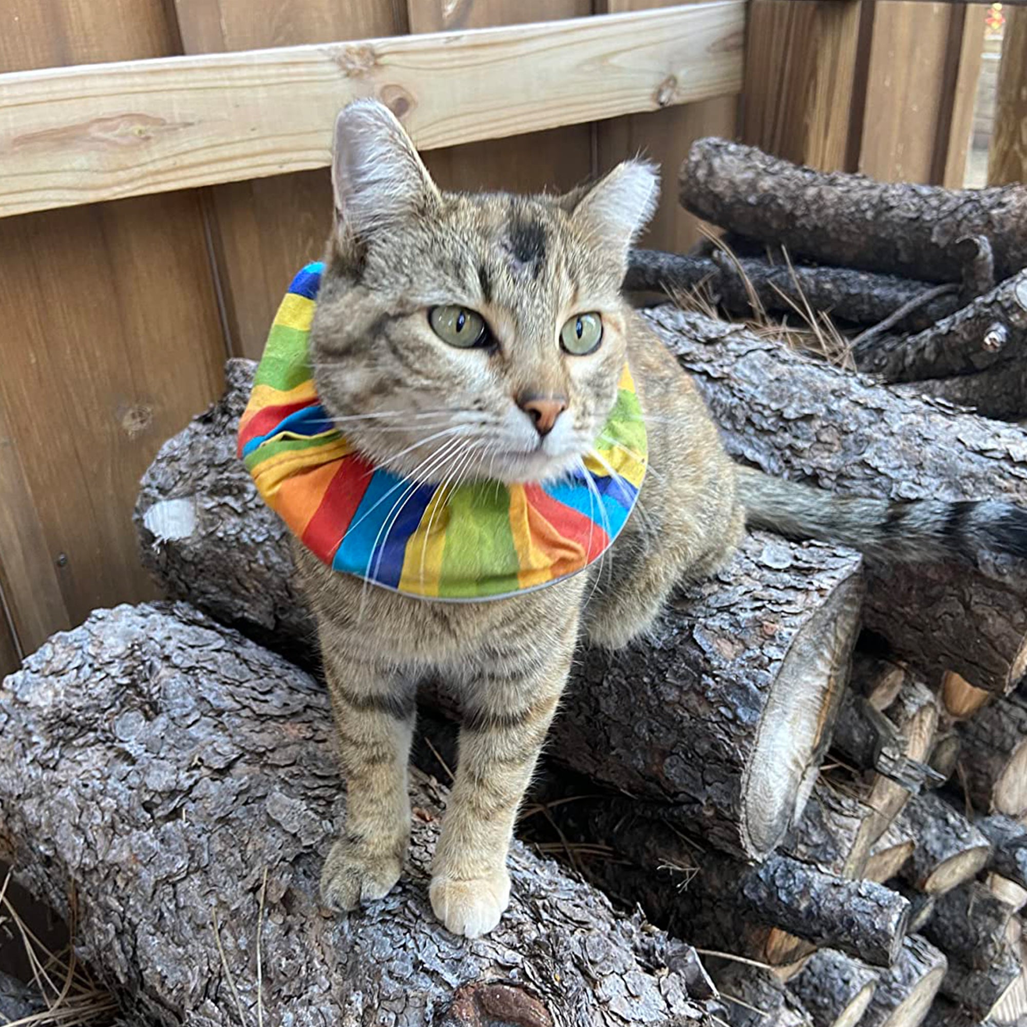 Rainbow Stripes Birdsbesafe® Collar Cover