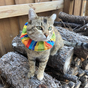 Rainbow Stripes Birdsbesafe® Collar Cover