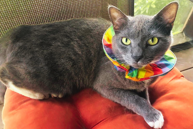 Birdsbesafe cat top collar