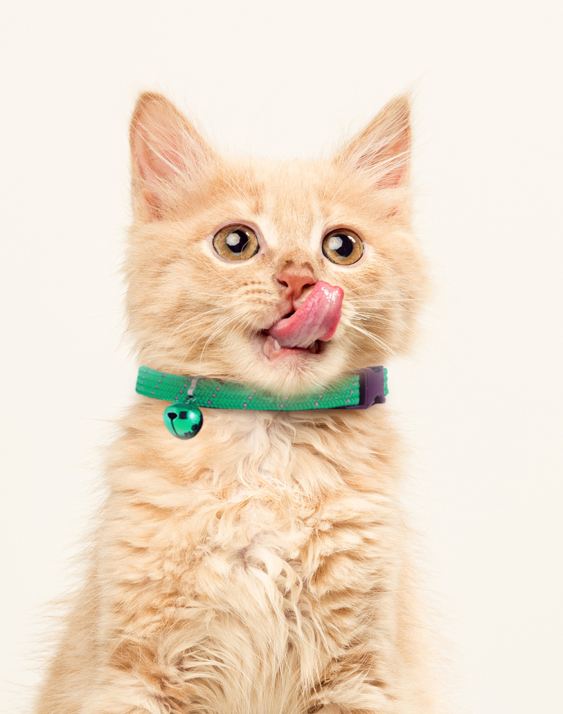 BirdsBeSafe Full Stretch Breakaway Cat Collar + Bell | Reflective
